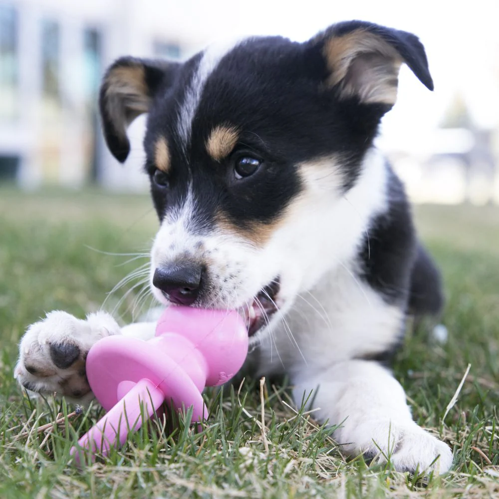 Kong - Binkie - Chiot – Image 4