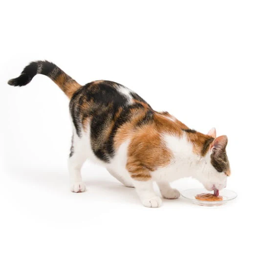 Catit - Creamy - Régals au thon - Paquet de 12 - Chat – Image 5