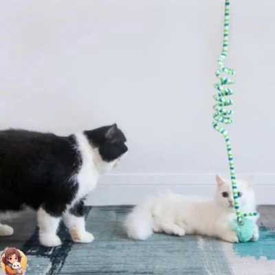 Jouet suspendu pour chats - TOYWIN™ – Image 5
