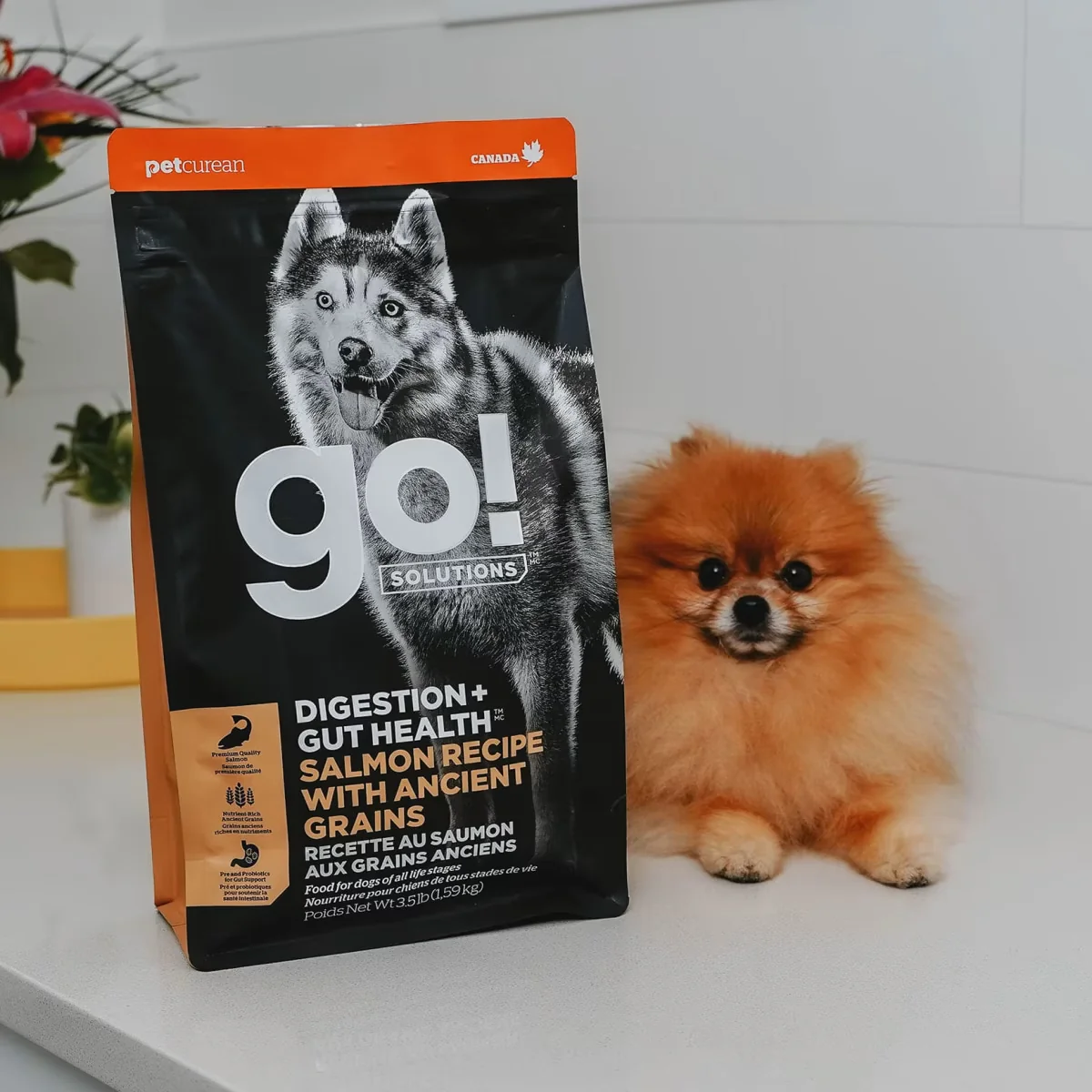 PetCurean GO! Solutions - Chien - Digestion et Santé Intestinale - Recette au Saumon aux Grains Anciens – Image 3